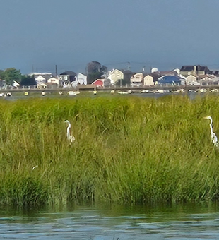 New York marshes - Beautiful!